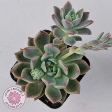 Load image into Gallery viewer, Echeveria Bonifica - John & Norma's Succulents