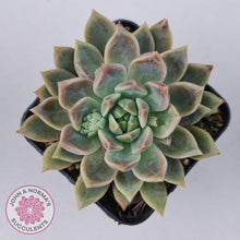 Load image into Gallery viewer, Echeveria Bonifica - John & Norma's Succulents