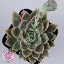 Load image into Gallery viewer, Echeveria Bonifica - John & Norma's Succulents