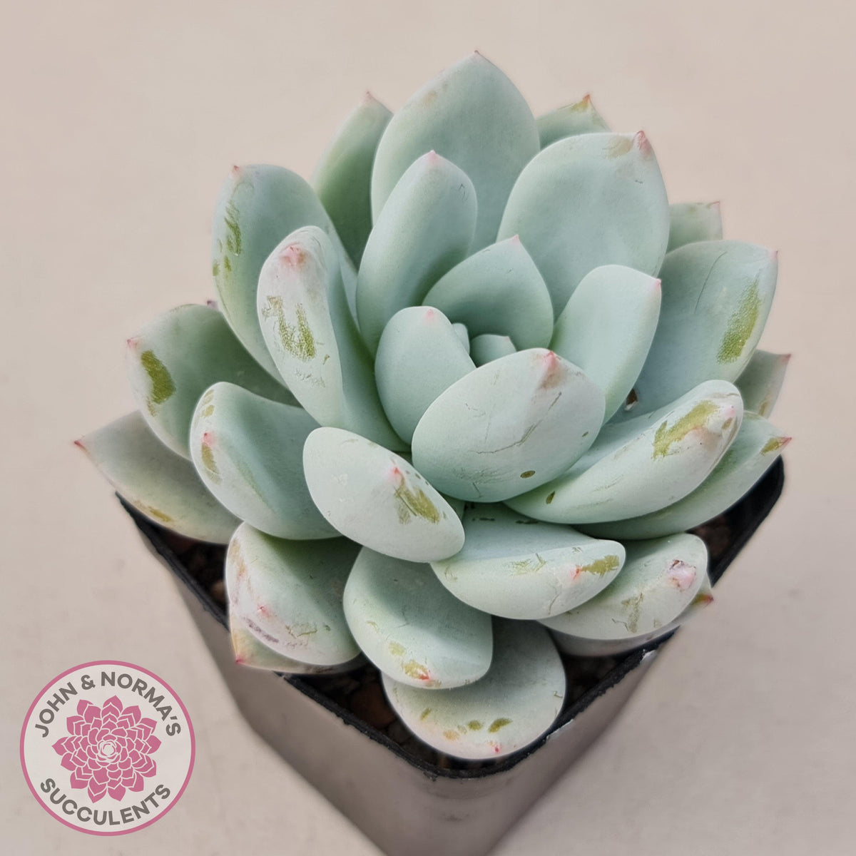 Echeveria 'Candy Heart'