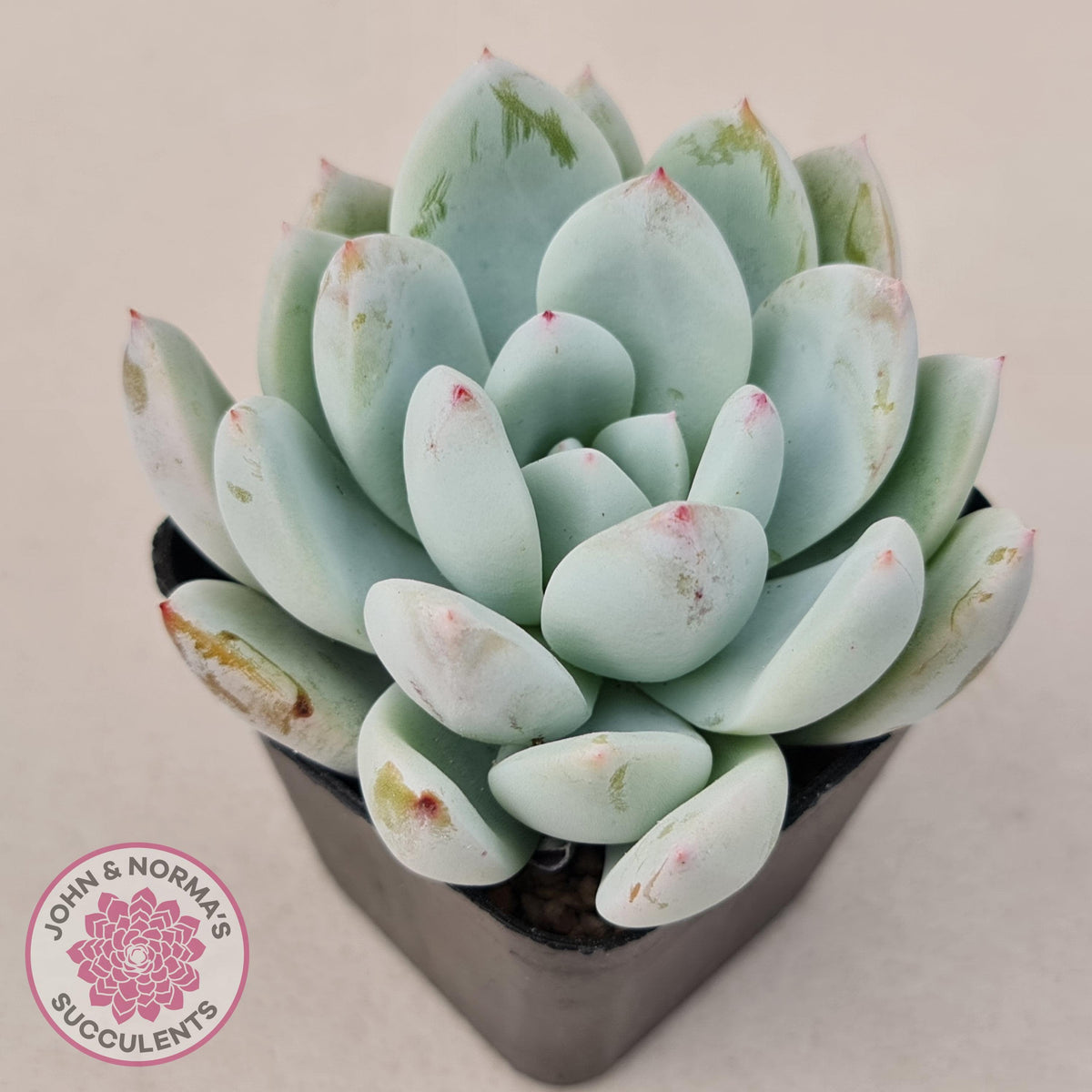 Echeveria 'Candy Heart'