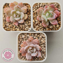 Load image into Gallery viewer, Echeveria 'Candy Orange' (sml) - John & Norma's Succulents Australia
