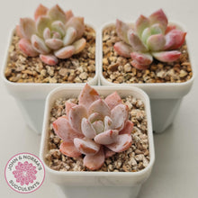 Load image into Gallery viewer, Echeveria 'Candy Orange' (sml) - John & Norma's Succulents Australia