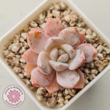 Load image into Gallery viewer, Echeveria 'Candy Orange' (sml) - John & Norma's Succulents Australia