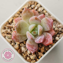 Load image into Gallery viewer, Echeveria 'Candy Orange' (sml) - John & Norma's Succulents Australia