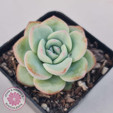 Load image into Gallery viewer, Echeveria 'Candy Puff' - John & Norma's Succulents