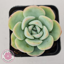 Load image into Gallery viewer, Echeveria 'Candy Puff'