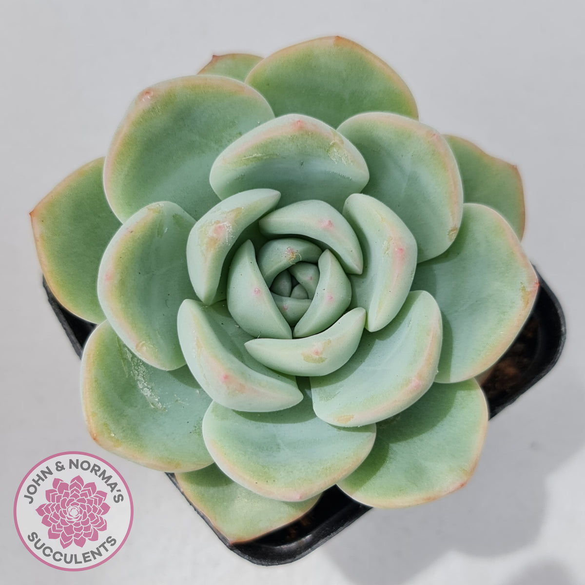 Echeveria 'Candy Puff'