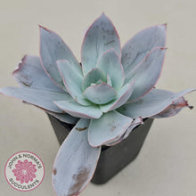 Load image into Gallery viewer, Echeveria Cante - John & Norma's Succulents