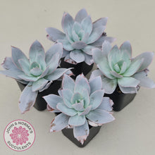 Load image into Gallery viewer, Echeveria Cante - John & Norma's Succulents
