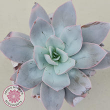 Load image into Gallery viewer, Echeveria Cante - John & Norma's Succulents