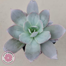 Load image into Gallery viewer, Echeveria Cante - John & Norma's Succulents