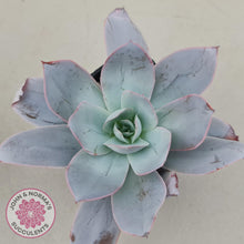 Load image into Gallery viewer, Echeveria Cante - John & Norma's Succulents