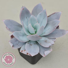 Load image into Gallery viewer, Echeveria Cante - John & Norma's Succulents