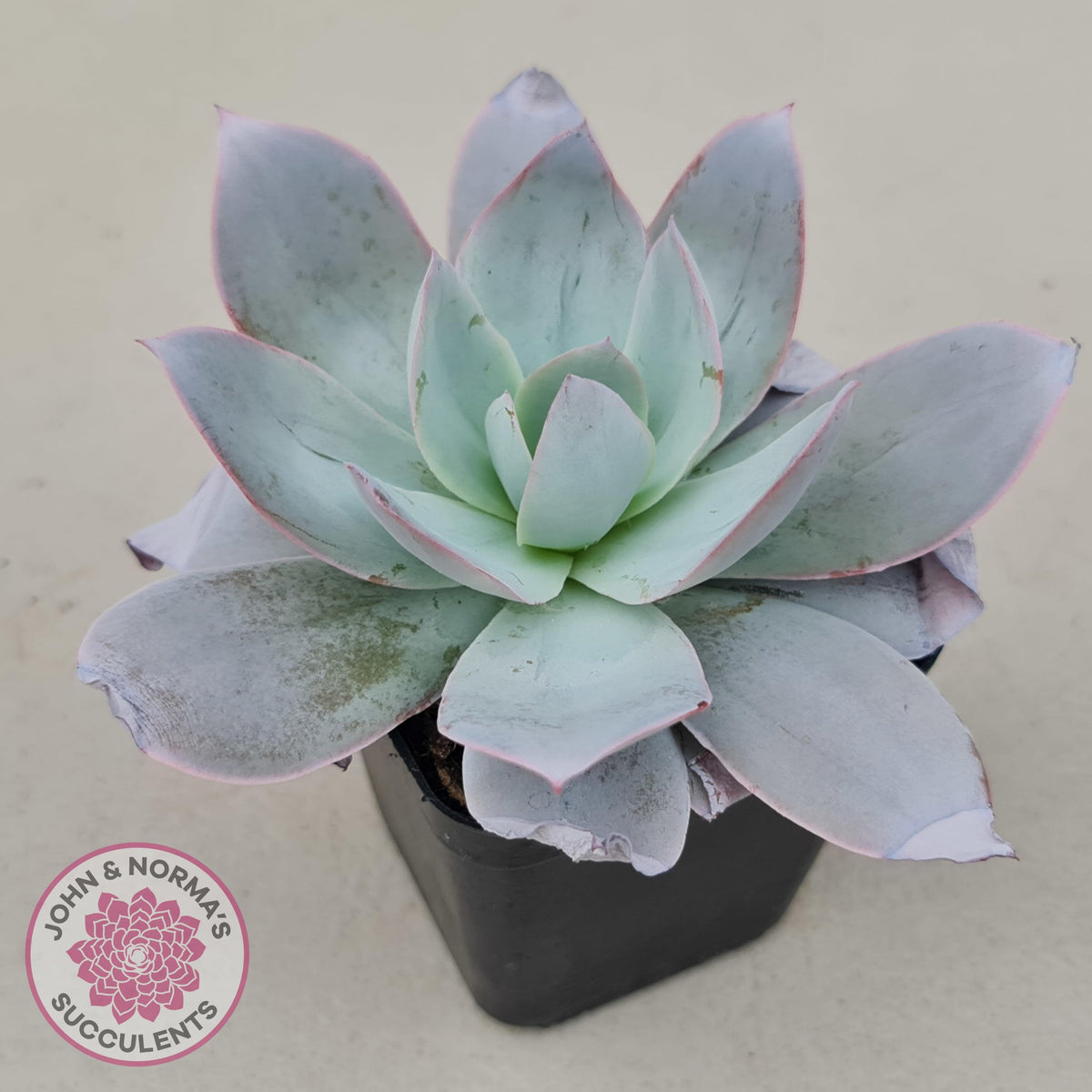 Echeveria Cante - Large Form
