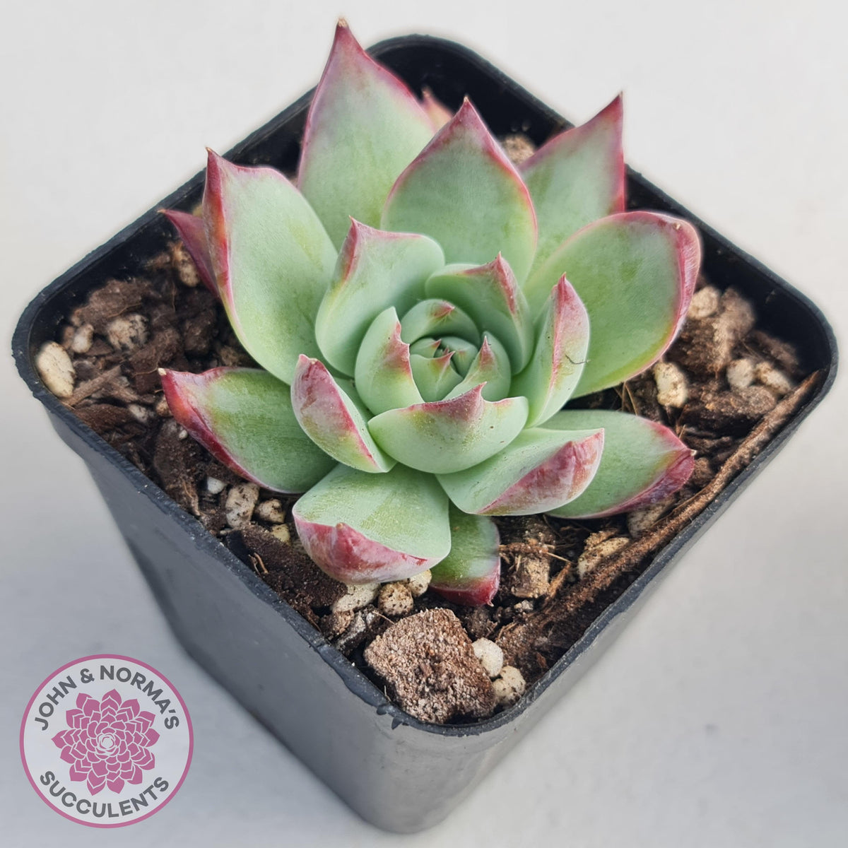 Echeveria Casio Silk Variegata
