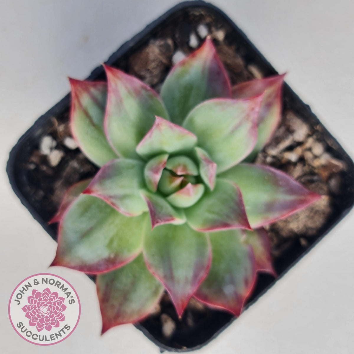 Echeveria Casio Silk Variegata
