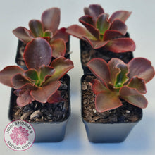 Load image into Gallery viewer, Echeveria Chocolate - John & Norma's Succulents Australia