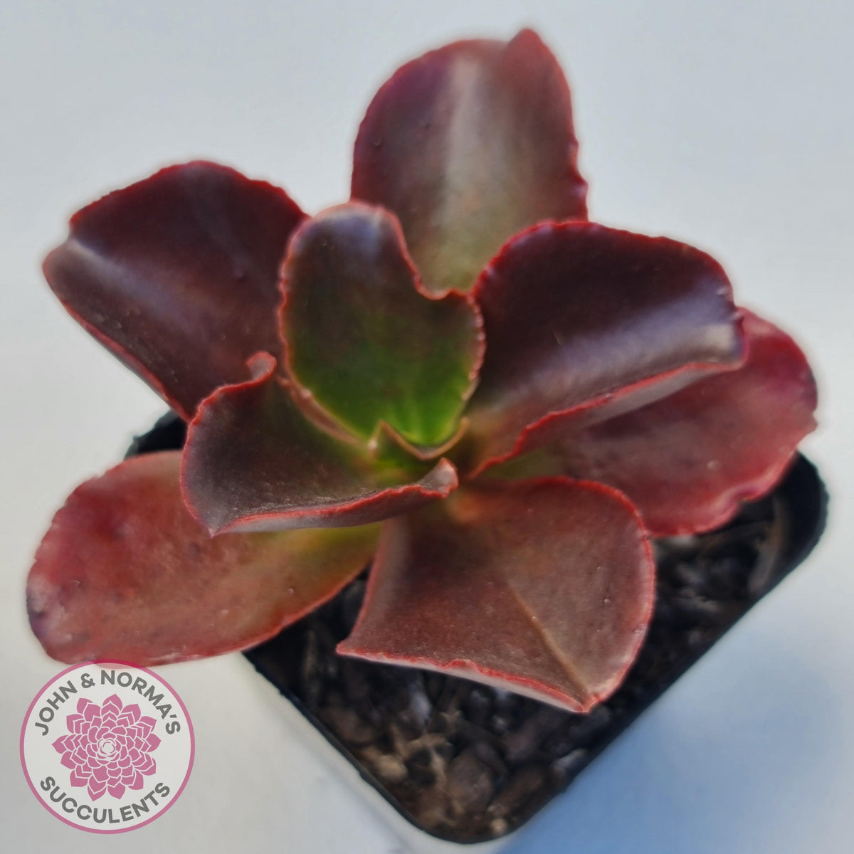 Echeveria Chocolate