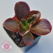 Load image into Gallery viewer, Echeveria Chocolate - John & Norma's Succulents Australia