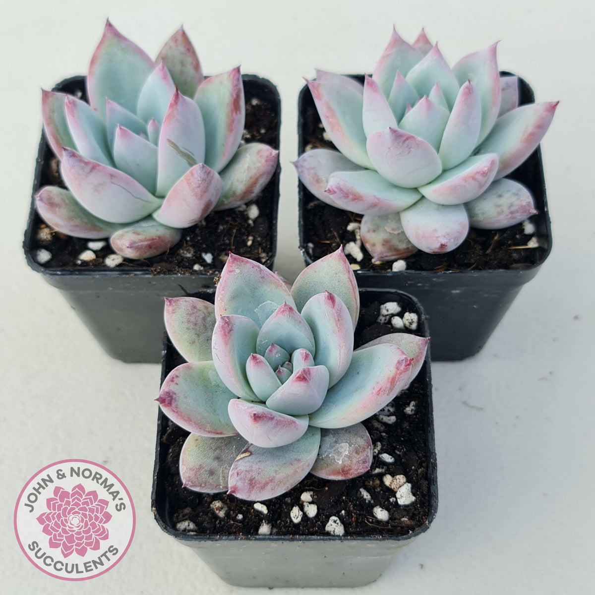 Echeveria Colorata Tapalpa Ice