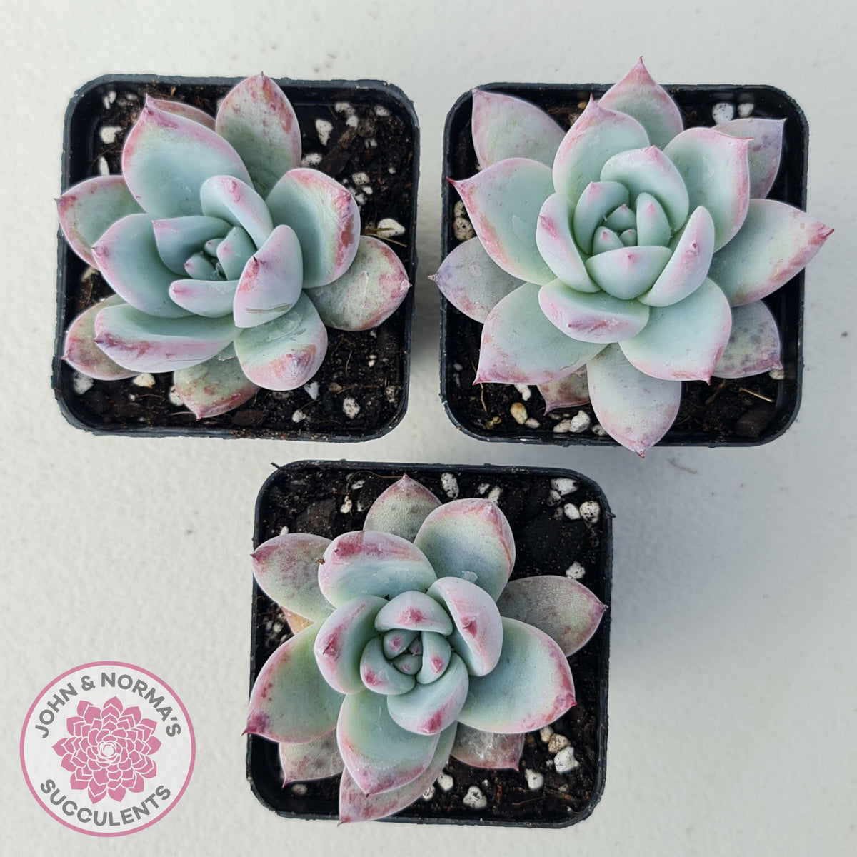 Echeveria Colorata Tapalpa Ice
