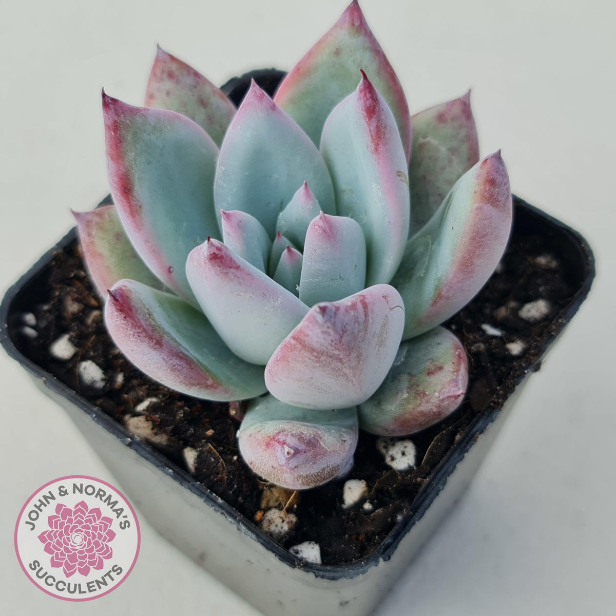 Echeveria Colorata Tapalpa Ice