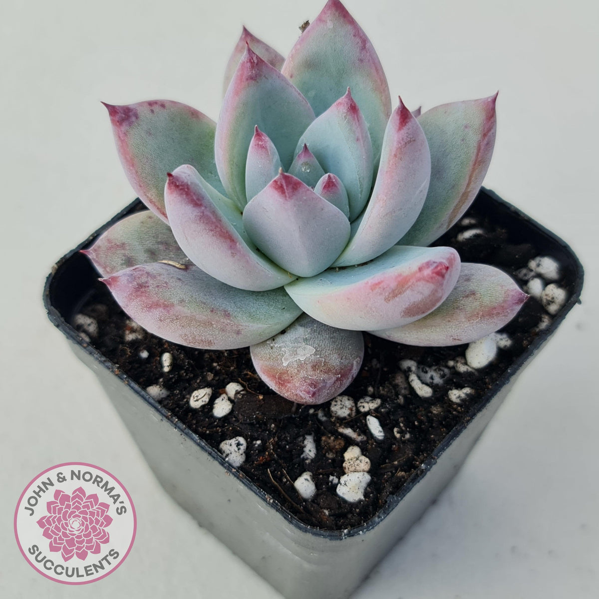 Echeveria Colorata Tapalpa Ice