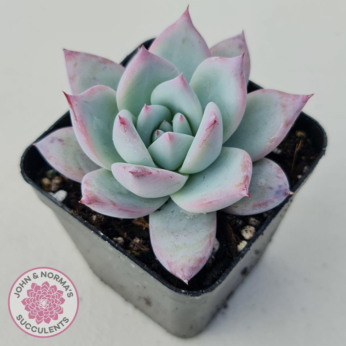 Echeveria Colorata Tapalpa Ice