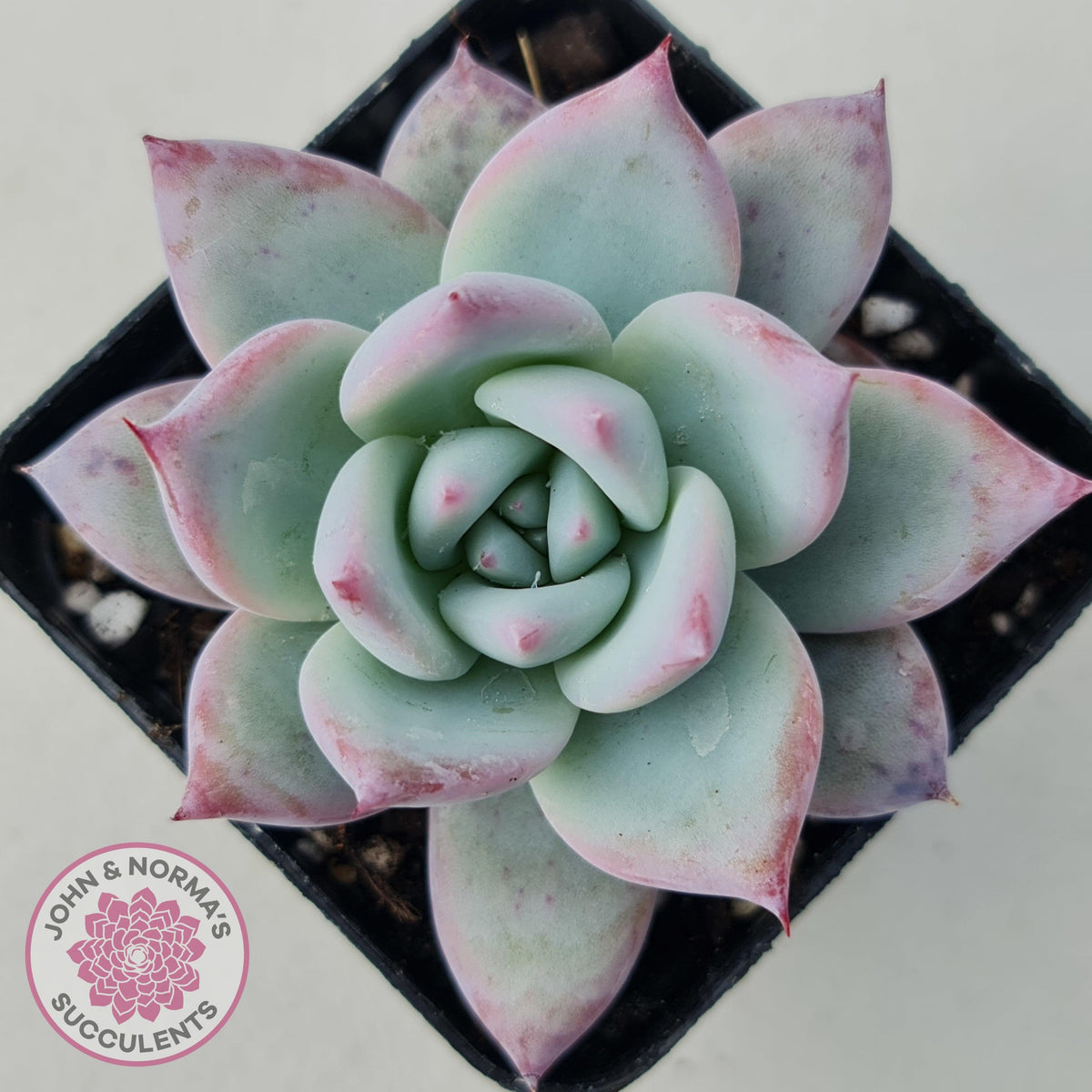 Echeveria Colorata Tapalpa Ice