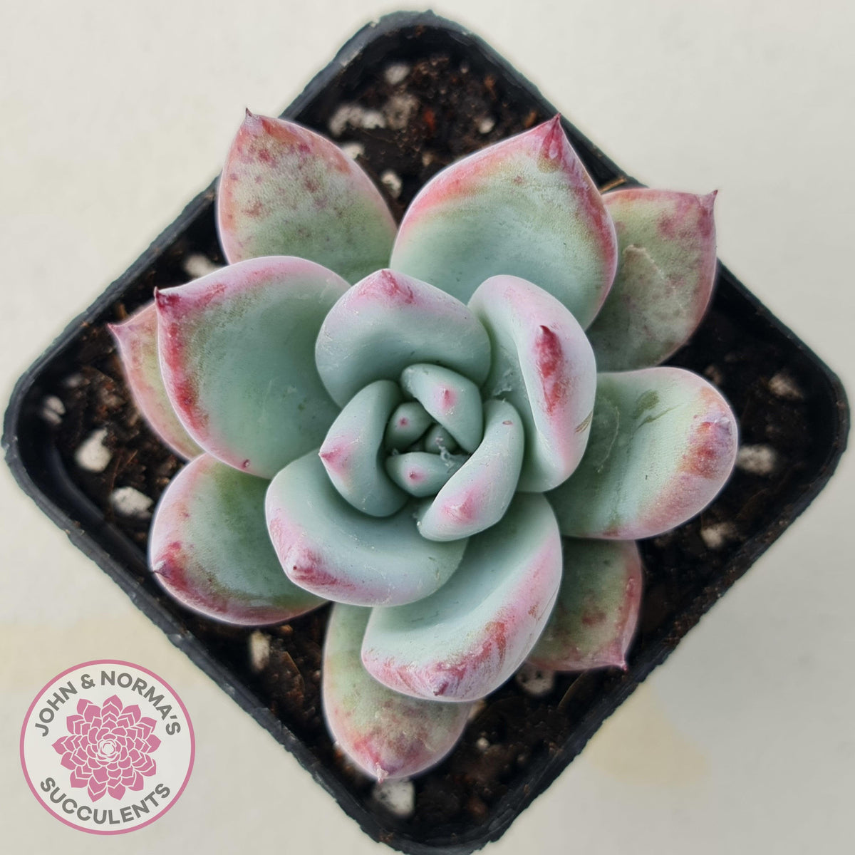 Echeveria Colorata Tapalpa Ice