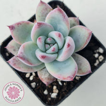 Load image into Gallery viewer, Echeveria Colorata Tapalpa Ice - John & Norma's Succulents