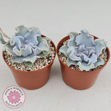 Load image into Gallery viewer, Echeveria Crispate Beauty - John & Norma's Succulents