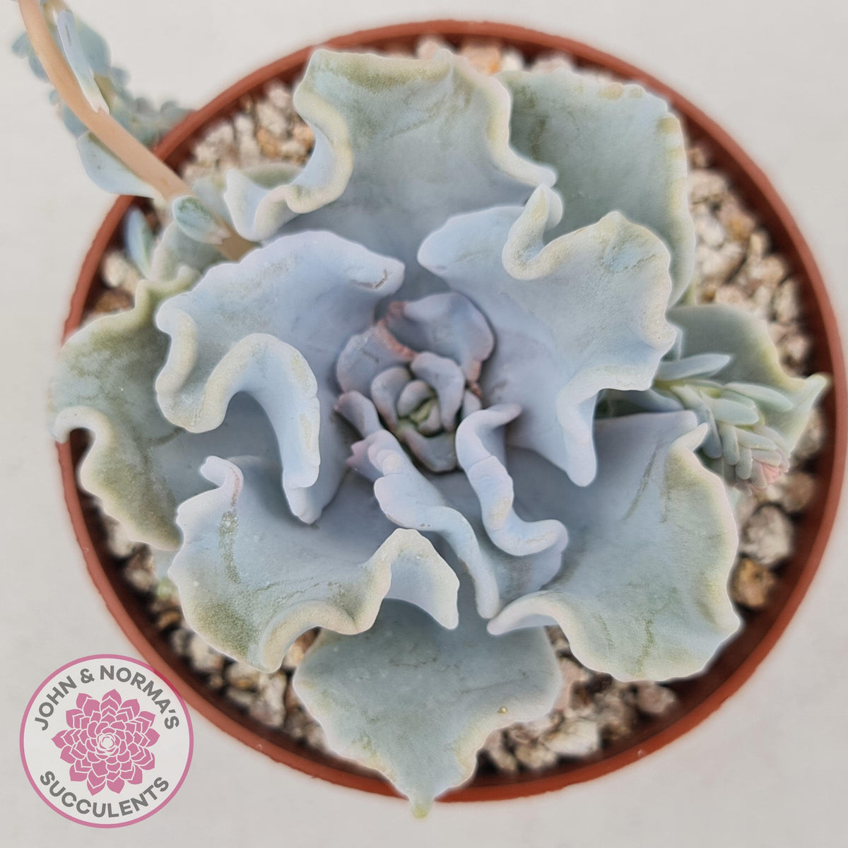 Echeveria Crispate Beauty