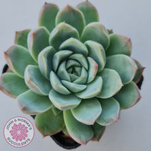 Load image into Gallery viewer, Echeveria 'Crystal Queen' (w pup) - John & Norma's Succulents Australia
