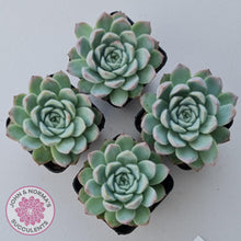 Load image into Gallery viewer, Echeveria 'Crystal Queen' (w pup) - John & Norma's Succulents Australia