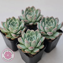 Load image into Gallery viewer, Echeveria 'Crystal Queen' (w pup) - John & Norma's Succulents Australia