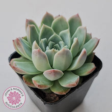 Load image into Gallery viewer, Echeveria 'Crystal Queen' (w pup) - John & Norma's Succulents Australia