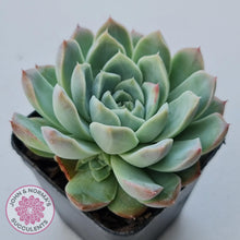 Load image into Gallery viewer, Echeveria 'Crystal Queen' (w pup) - John & Norma's Succulents Australia