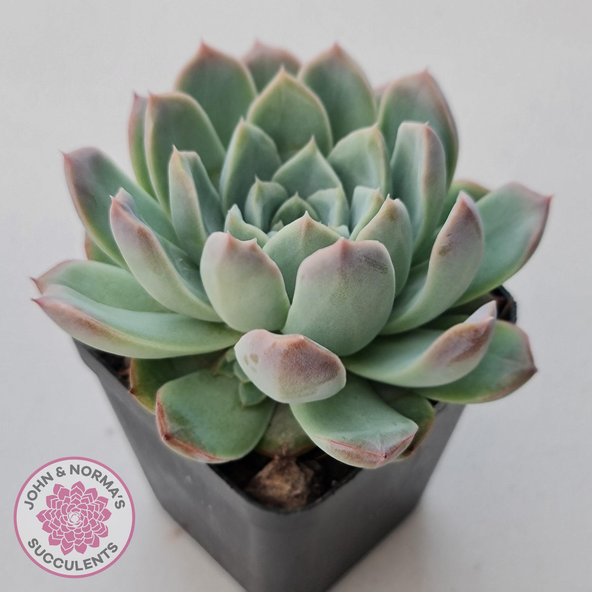 Echeveria 'Crystal Queen'