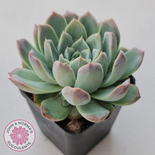 Load image into Gallery viewer, Echeveria 'Crystal Queen' (w pup) - John & Norma's Succulents Australia