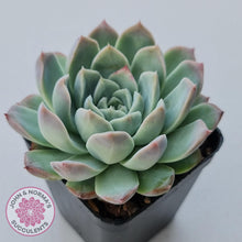 Load image into Gallery viewer, Echeveria 'Crystal Queen' (w pup) - John & Norma's Succulents Australia
