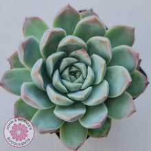 Load image into Gallery viewer, Echeveria 'Crystal Queen' (w pup) - John & Norma's Succulents Australia