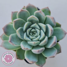 Load image into Gallery viewer, Echeveria 'Crystal Queen' (w pup) - John & Norma's Succulents Australia