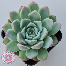 Load image into Gallery viewer, Echeveria 'Crystal Queen' (w pup) - John & Norma's Succulents Australia