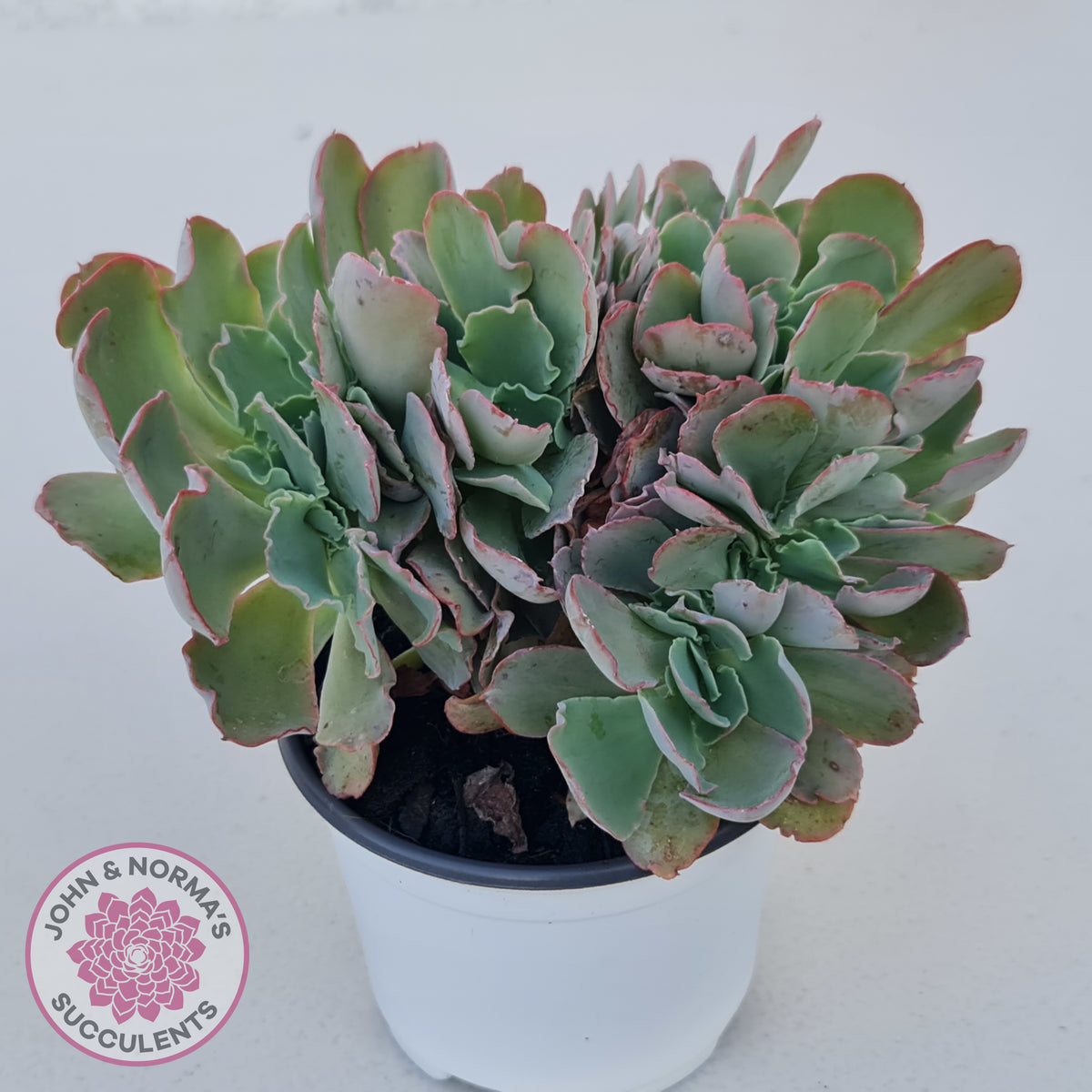 Echeveria 'Blue Curls' Crested