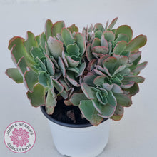 Load image into Gallery viewer, Echeveria 'Blue Curls' Crested