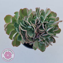 Load image into Gallery viewer, Echeveria 'Blue Curls' Crested