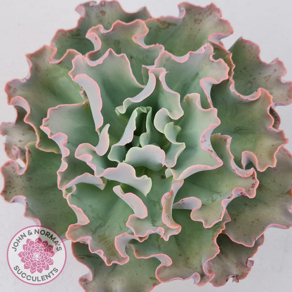 Echeveria Blue Curls