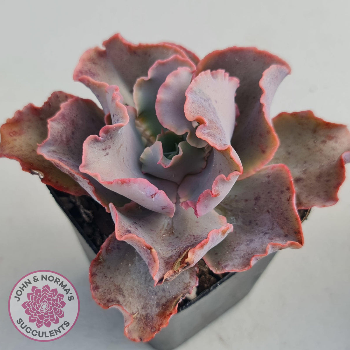 Echeveria Blue Curls